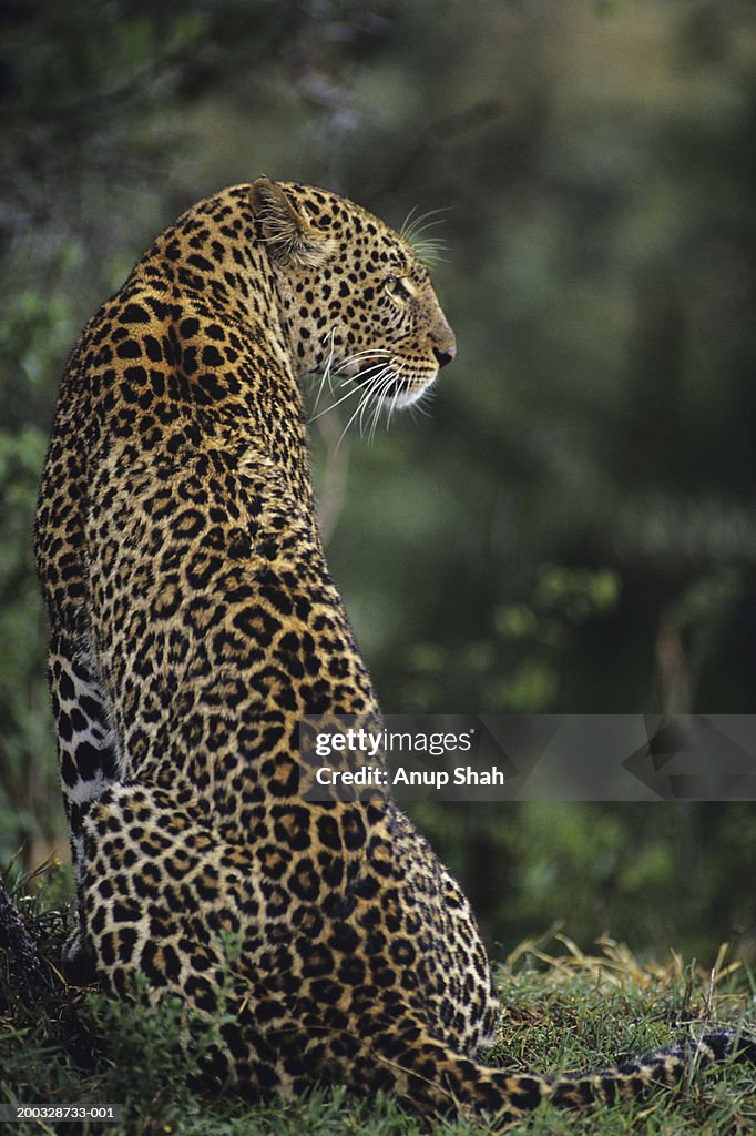 Leopard (Panthera pardus), sitting on grass, Kenya