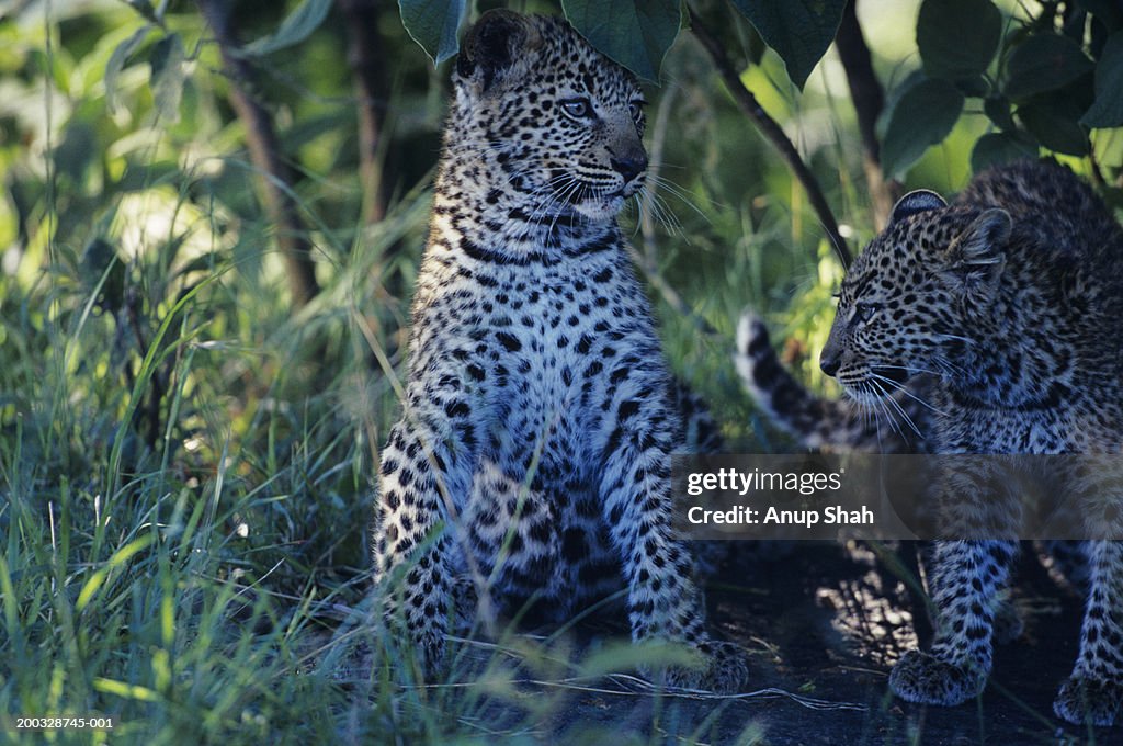 Two young Leopards (Panthera pardus), sitting in grass, Kenya