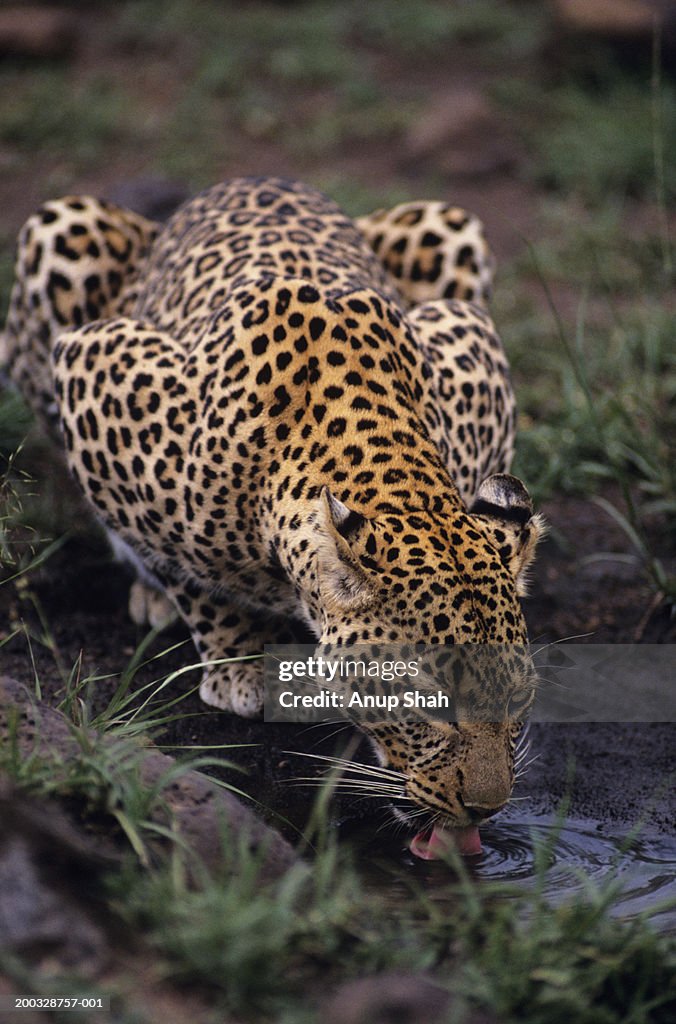 Leopard (Panthera pardus) drinking at waterhole, Kenya