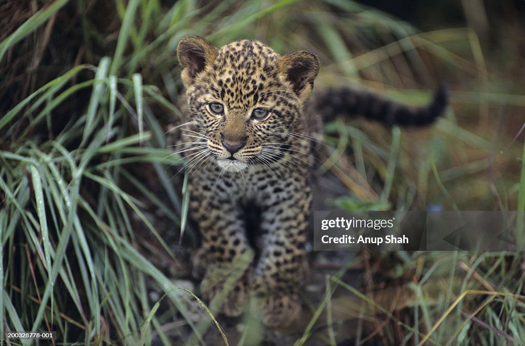 Leopard cub (Panthera pardus) in long grass, Kenya