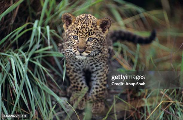 leopard cub (panthera pardus) in long grass, kenya - leopard cub stock pictures, royalty-free photos & images