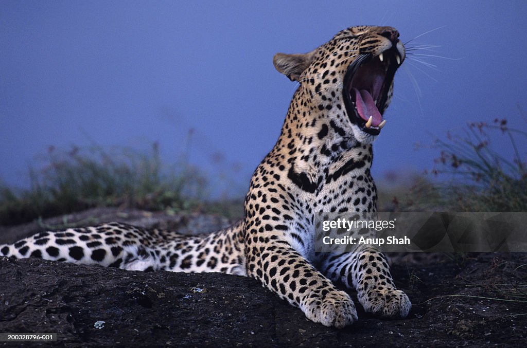 Leopard (Panthera pardus), yawning, resting on rock, Kenya