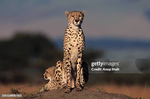 3,859 Two Cheetah Stock Photos, High-Res Pictures, and Images