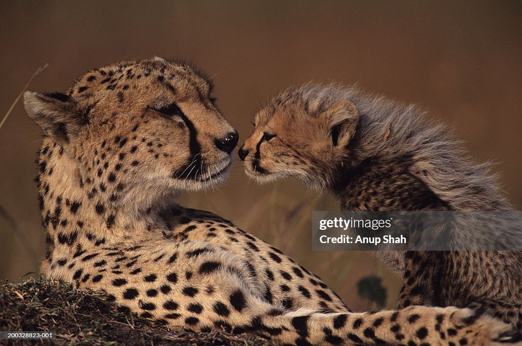 Cheetah mother and cub (Acinonyx jubatus) face to face, Kenya
