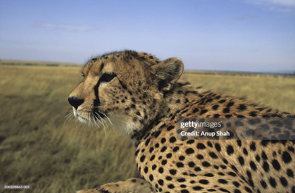 Cheetah (Acinonyx jubatus) on savannah, Kenya, close-up