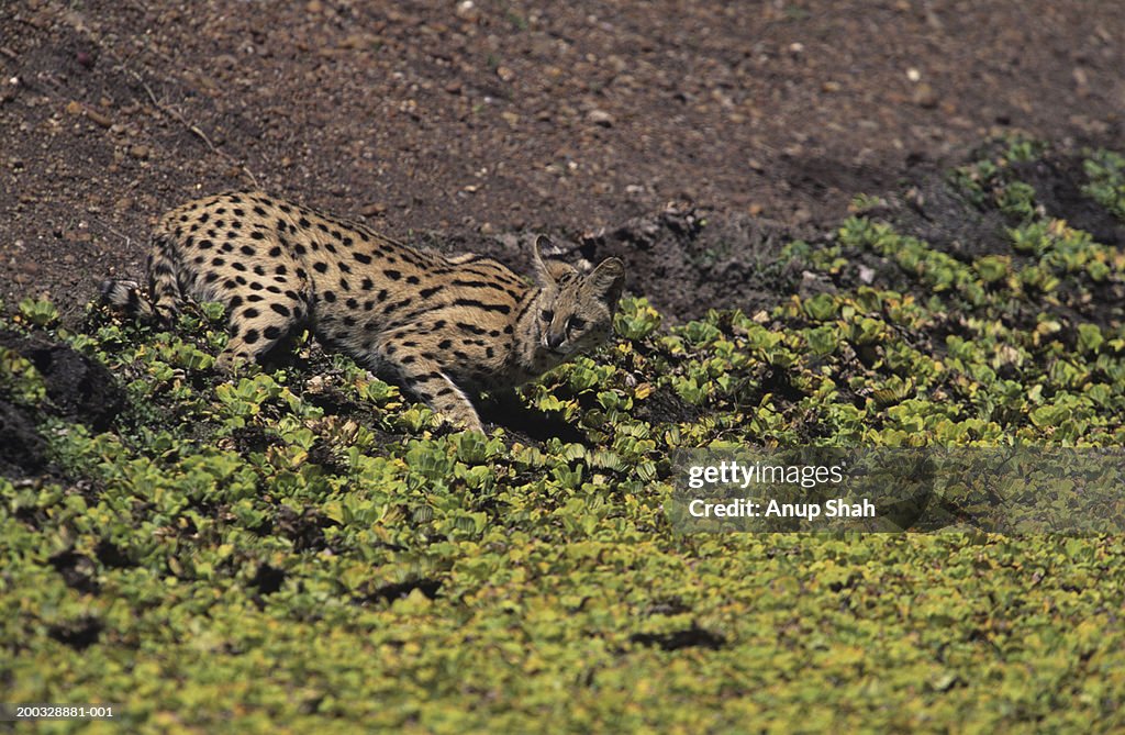 Serval (Felis serval) hunting on savannah, Kenya, elevated view