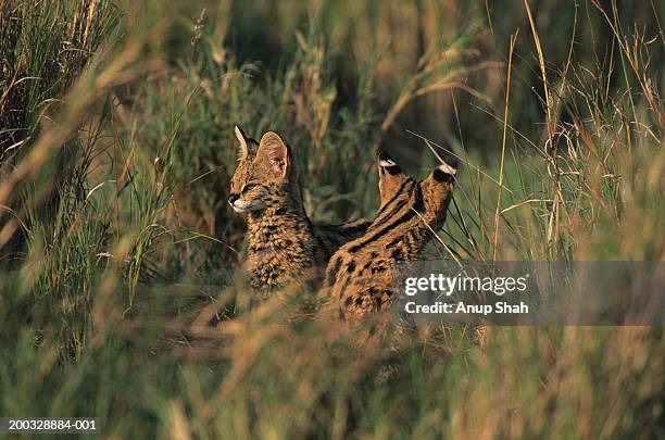 two servals (felis serval) in long grass, kenya - serval stock-fotos und bilder