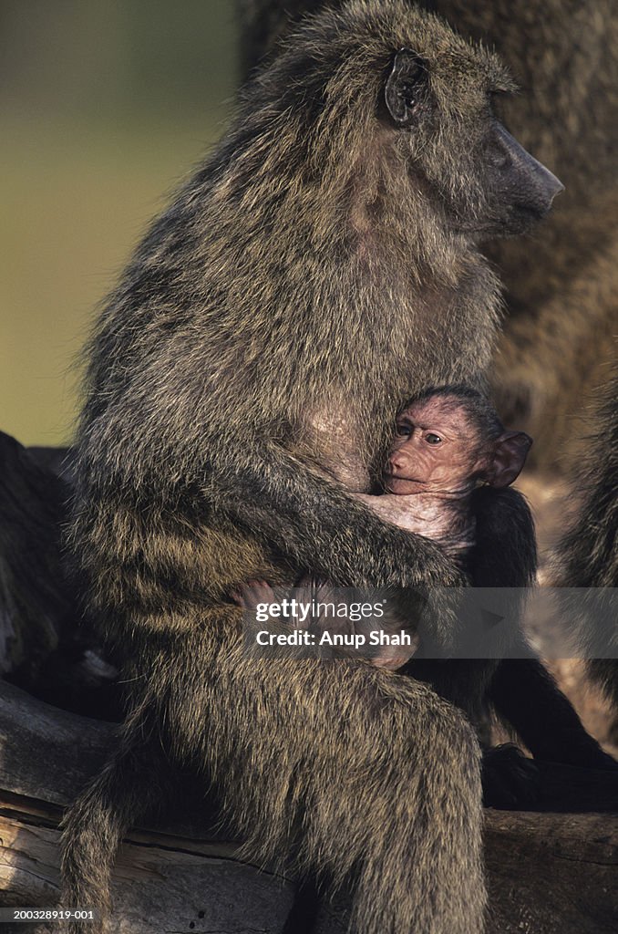 Olive baboon (Papio anubis), holding young on branch, Kenya