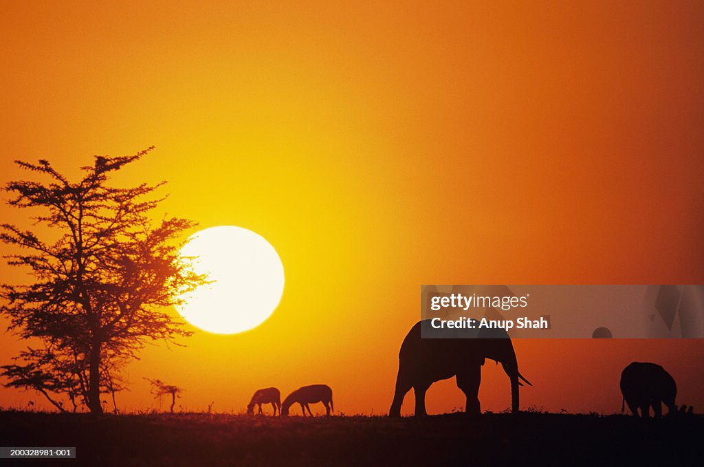 Silhouette of African elephants (Loxodonta africana), Kenya
