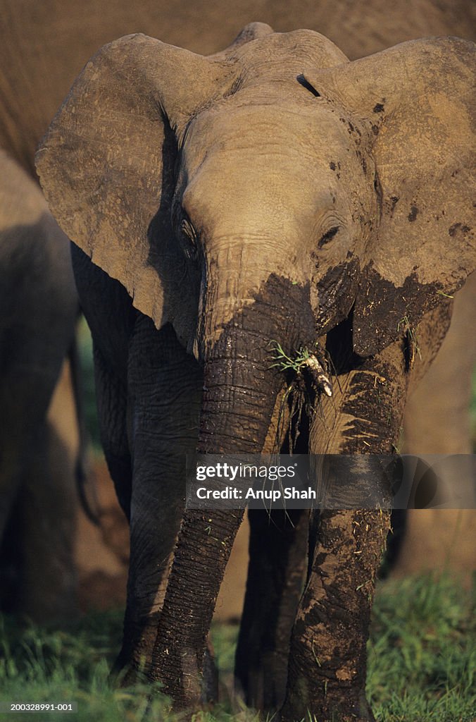 African elephant (Loxodonta africana) covered in mud, Kenya