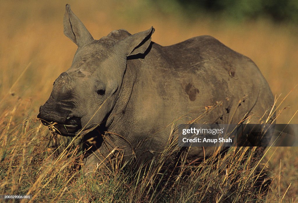 White rhinoceros (Ceratotherium simum) in long grass, Kenya