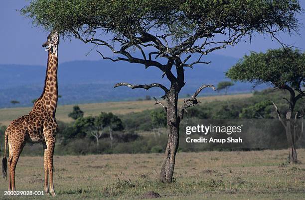 masai giraffe (giraffa camelopardalis) eating leaves, kenya - masai giraffe stock-fotos und bilder