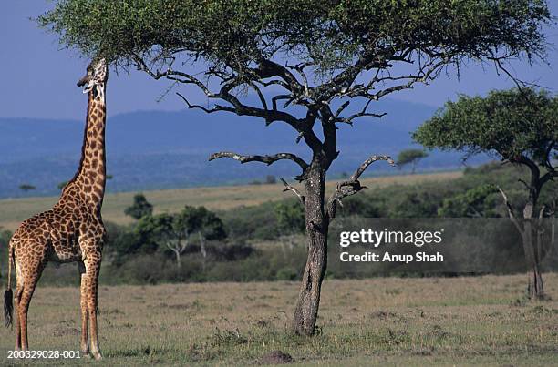 masai giraffe (giraffa camelopardalis) eating leaves, kenya - erbivoro foto e immagini stock