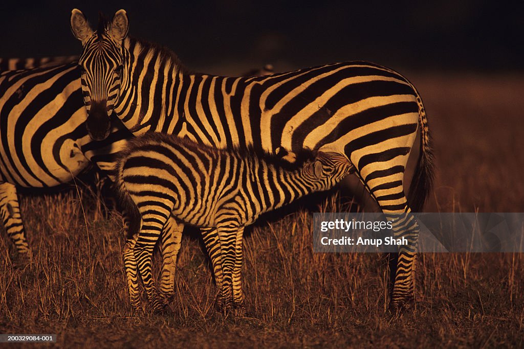 Young Burchell's zebra (Equus burchelli) suckling, Kenya