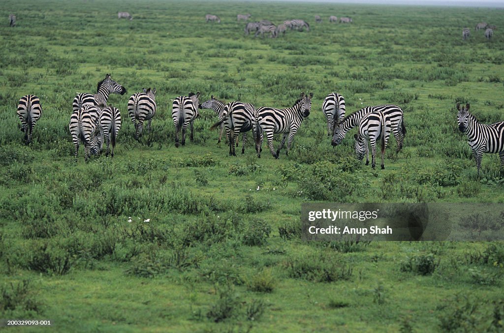 Group of Burchell's zebras (Equus burchelli), Kenya, elevated view