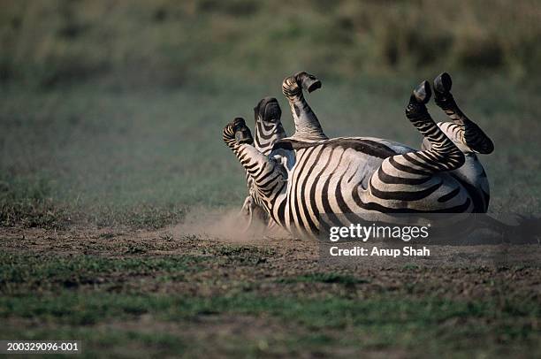 burchell's zebra (equus burchelli) rolling in dirt, kenya - zebra lying down stockfoto's en -beelden
