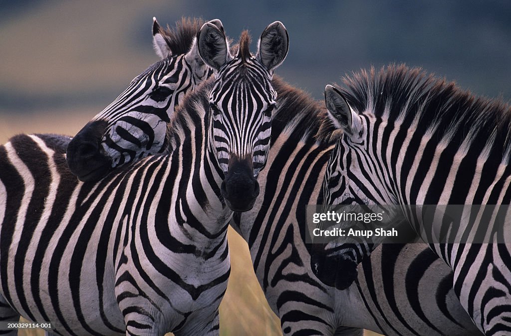 Three Burchell's zebras (Equus burchelli) huddling together, Kenya