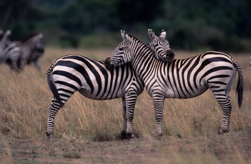 Two Burchell"s zebras (Equus burchelli), face to face, Kenya