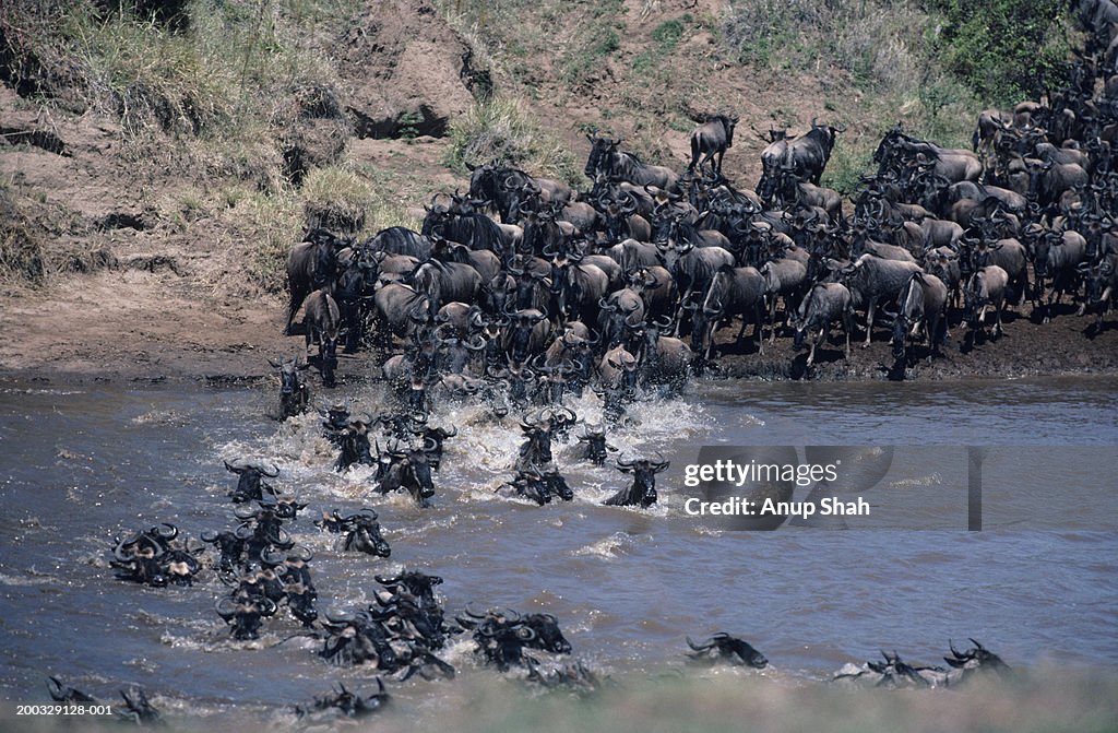 Herd of migrating wildebeest (Connochaetes taurinus) crossing river