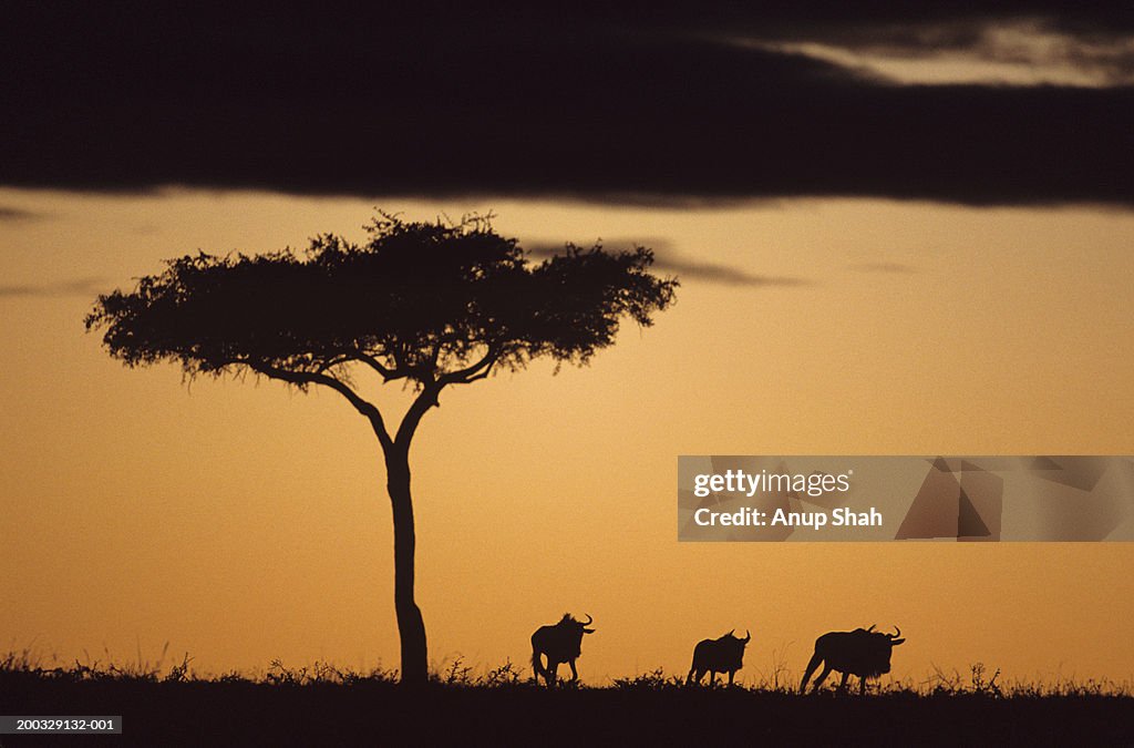 Silhouette of three wildebeest (Connochaetes taurinus) and Acacia