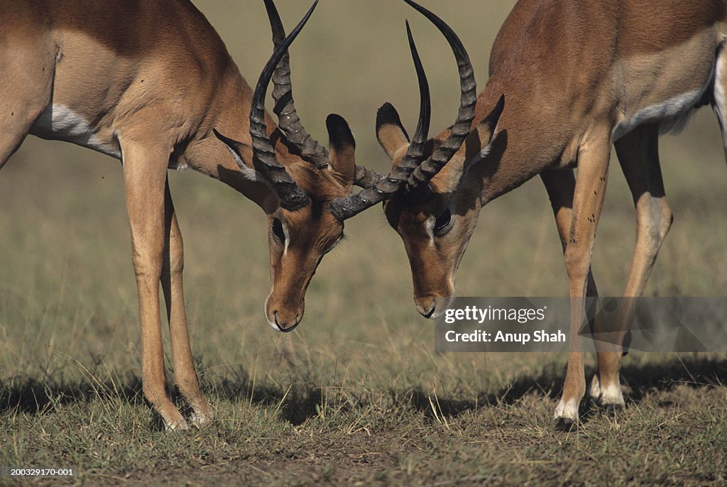 Two male impalas (Aepyceros melampus) fighting on savannah, Kenya