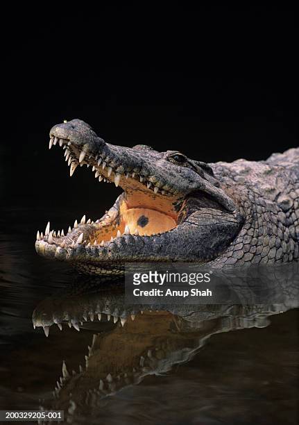 nile crocodile (crocodylus niliticus) standing in water with open jaws, kenya - boca de animal fotografías e imágenes de stock