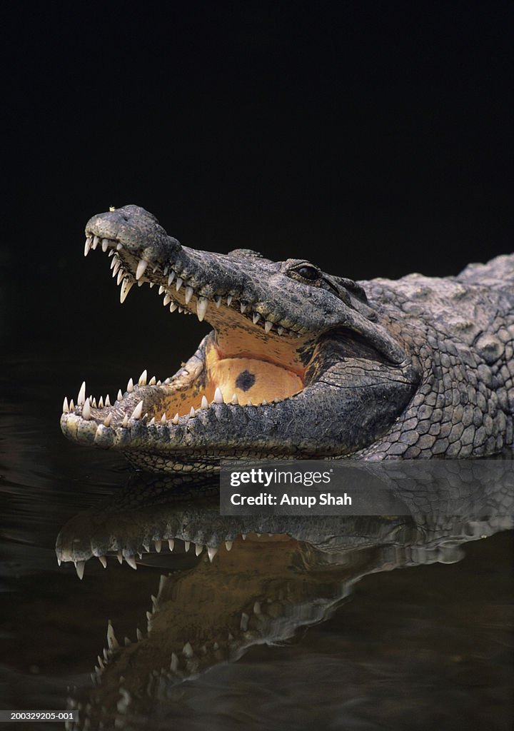 Nile crocodile (Crocodylus niliticus) standing in water with open jaws, Kenya