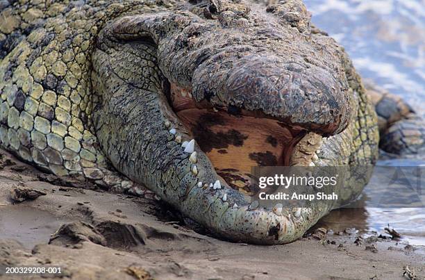 Nile Crocodile Lying Down On Shore With Open Jaws Kenya High-Res