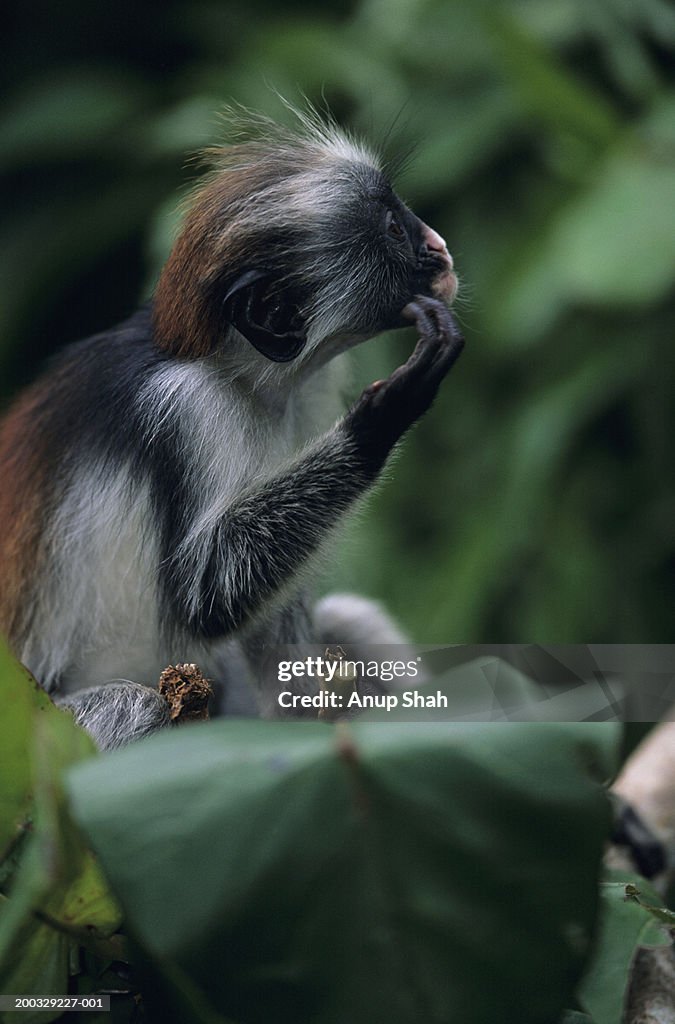 Zanzibar red colobus (Procolobus badius kirkii) sitting among leaves, eating, Zanzibar