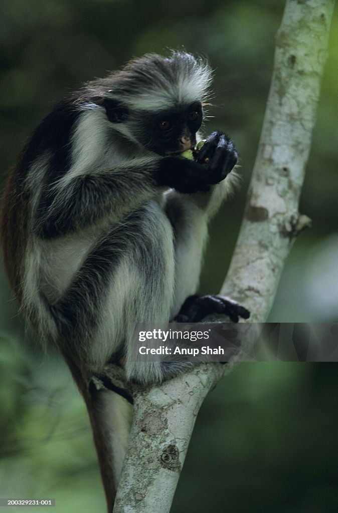 Zanzibar red colobus (Procolobus badius kirkii) sitting on tree trunk, eating, Zanzibar