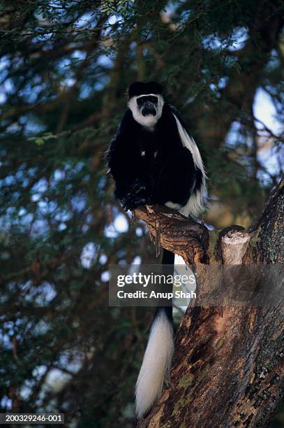 eastern black and white colobus (colobus guereza) on branch, lake naivasha, kenya - monkey tail stock pictures, royalty-free photos & images