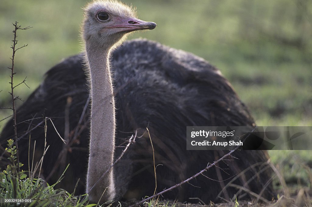 Masai ostrich (Struthio camelius) sitting in grass, Masai Mara National Reserve, Kenya