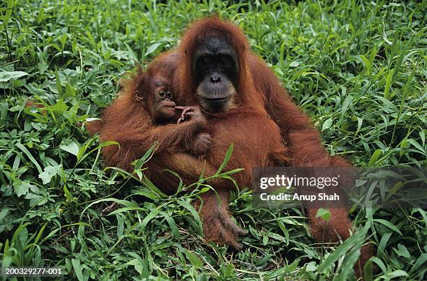 orang-utan (pongo pygmaeus) with young, sitting, gunung leuser national park, indonesia - leuser orangutan stock pictures, royalty-free photos & images