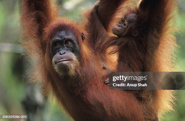 orang-utan (pongo pygmaeus) with young swinging, mid-air, gunung leuser national park, indonesia - leuser orangutan stock pictures, royalty-free photos & images