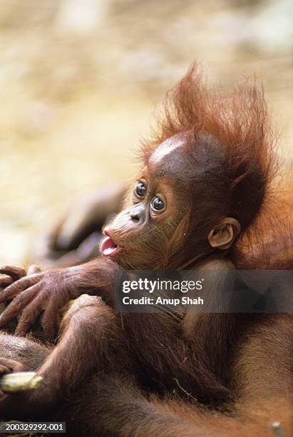 orang-utan (pongo pygmaeus) holding young, close-up, gunung leuser national park, indonesia - leuser orangutan stock pictures, royalty-free photos & images