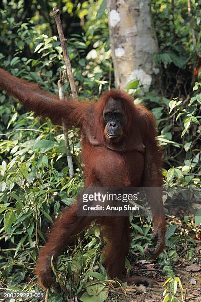 orang-utan (pongo pygmaeus) standing on ground, gunung leuser national park, indonesia - leuser orangutan stock pictures, royalty-free photos & images