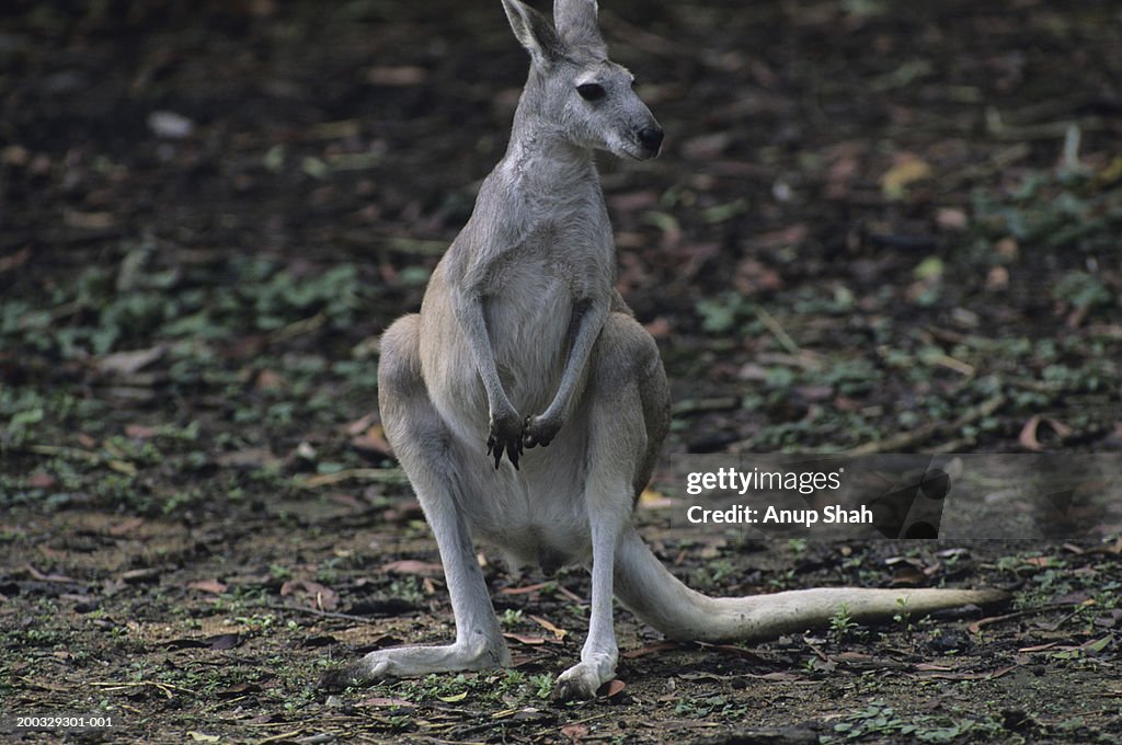 Antilopine Kangaroo Standing On Hind Legs Watching Australia High Res antilopine-kangaroo-standing-on-hind-legs-watching-australia-high-res