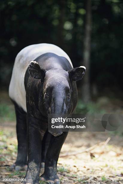 malayan tapir (tapirus indicus) standing on path, malaysia - tapiro della malesia foto e immagini stock