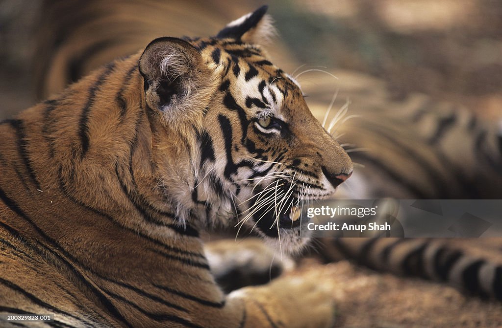 Two tigers (Panthera tigris) lying down, close-up of one showing teeth, Rajasthan, India