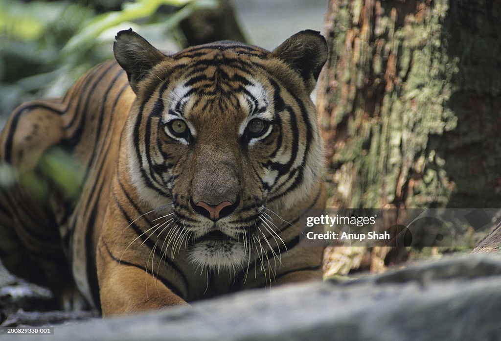 Three tigers (Panthera tigris) lying down on ground, watching, Rajasthan, India