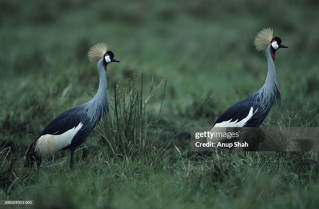 Two crowned cranes (Balearica regulorum) walking, Masai Mara National Reserve, Kenya