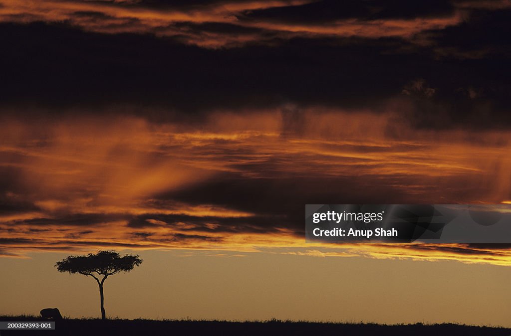 Clouds low over acacia tree on savannah, Masai Mara National Reserve, Kenya