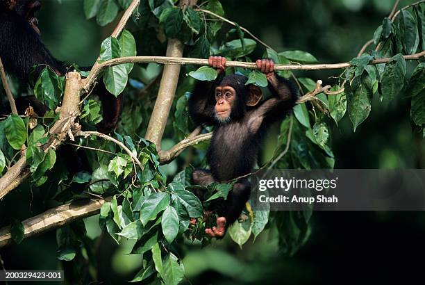 young chimpanzee (pan troglodytes) hanging on tree branch, close-up - chimpanzé photos et images de collection