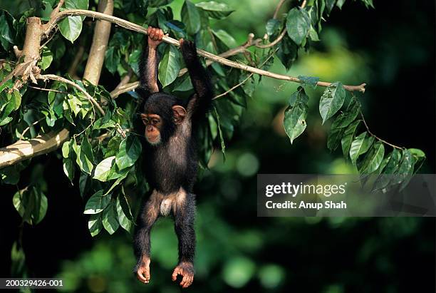 young chimpanzee (pan troglodytes) hanging on twig, close-up - chimpanzé photos et images de collection