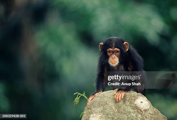 young chimpanzee (pan troglodytes) standing on stone on all fours, close-up - chimpanzee stock-fotos und bilder