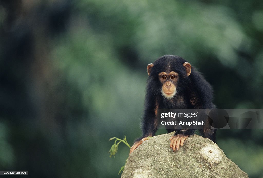 Young chimpanzee (Pan troglodytes) standing on stone on all fours, close-up