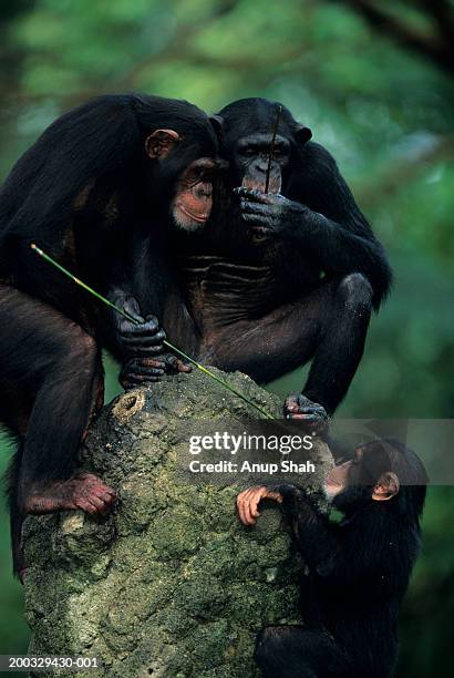 three chimpanzees (pan troglodytes) playing with twig, two sitting on stone - chimpanzee stock pictures, royalty-free photos & images