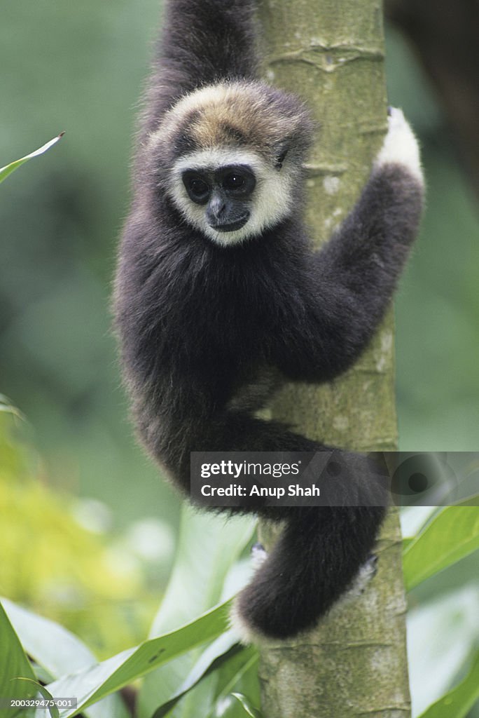 White-handed gibbon (Hylobates lar) on tree trunk, Gunung Leuser National Park, Indonesia