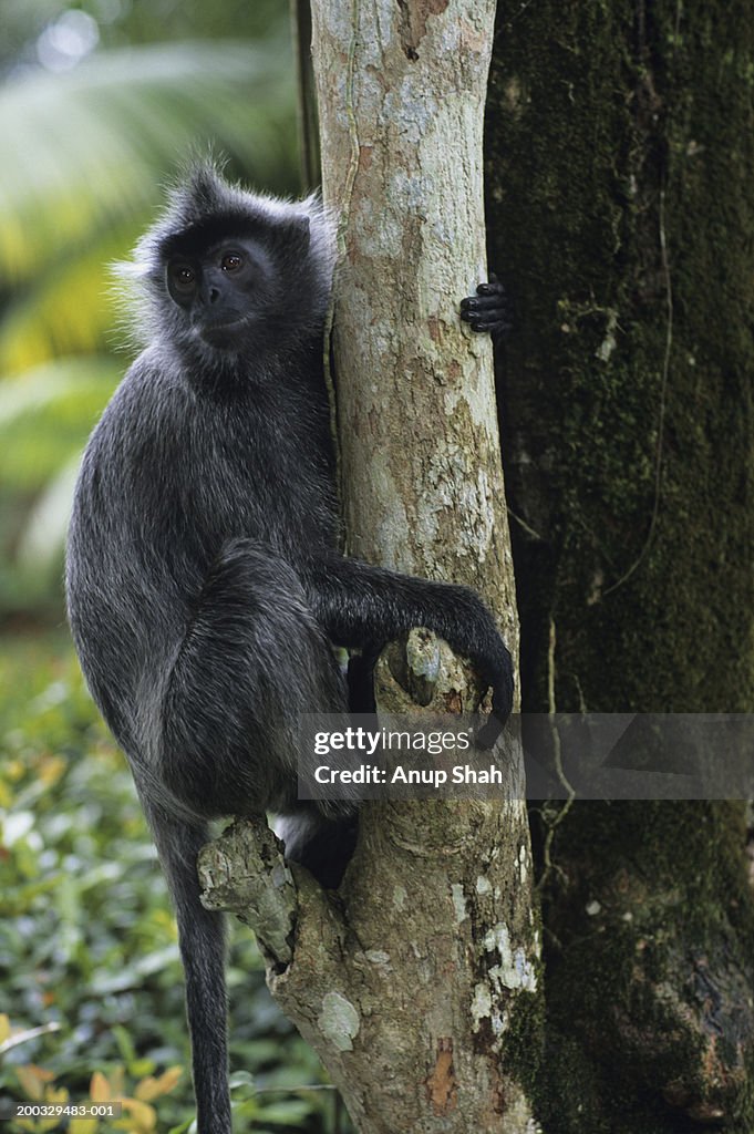 Silvered leaf monkey (Trachypithecus cristatus) sitting on tree trunk, South-Eastern Asia