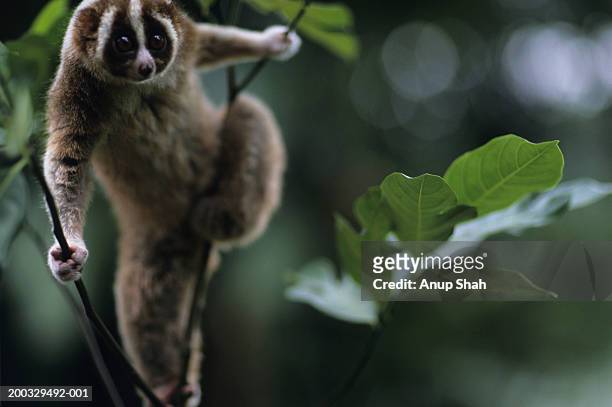 465 Slow Loris Photos and Premium High Res Pictures - Getty Images